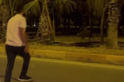 Çukurova Üniversitesi'nin yapamadığını vatandaş havlayarak yaptı domuzlar kaçtı