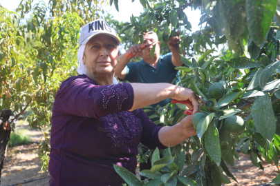 Hatay’da erkenci mandalina hasadı başladı: Kuraklık verimi yarıya düşürdü