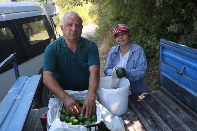 Hatay’da erkenci mandalina hasadı başladı Kuraklık verimi yarıya düşürdü 2