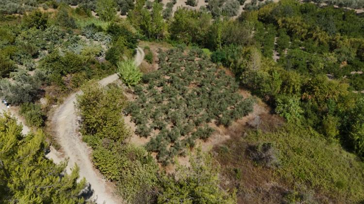 Hatay’da erkenci mandalina hasadı başladı Kuraklık verimi yarıya düşürdü 3