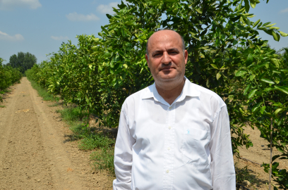 Mandalina tarlada 7, markette 59 TL