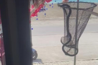 Marketin soğutma dolabına giren yılanı, itfaiye yakaladı