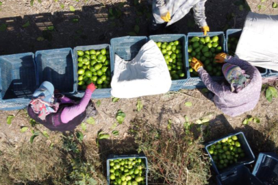 Adana’da limon hasadı başladı: Fiyatlar 20-35 TL’ye yükseldi