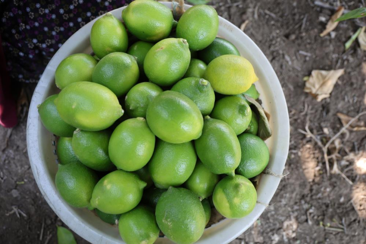 limon hasadı 