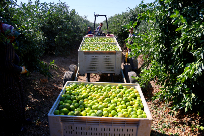 Adana'da mandalina hasadı başladı: Fiyatlar düştü, rekor verim yüzleri güldürdü