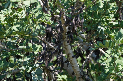 Adana’da özel ağaçlandırma sahası gelecek nesillere nefes oluyor