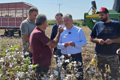 Kısacık: Çukurova’nın beyaz altını tehlikede
