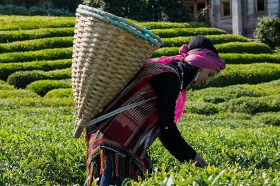 Lipton Türkiye’de 39 yıl sonra üretimi sonlandırdı: Rize’deki tesisler Özgür Çay’a devrediliyor