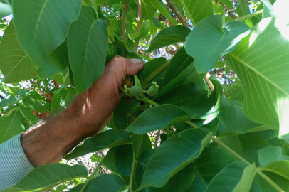 Akçadağ’da doğa şaşırtıyor: Ceviz ağaçları mevsim dışı meyve verdi