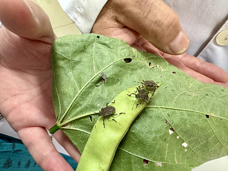 Kahverengi Kokarca Böceği (Halyomorpha halys)