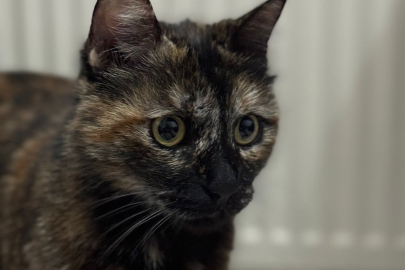 Başakşehir’de “Cezve” isimli kediyi işkenceyle öldüren sanığa 3 yıl 8 ay hapis