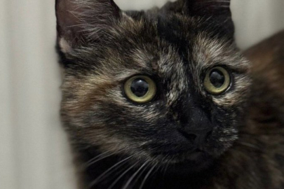 Cezve davasında karar çıktı! Kediyi katleden Burak Alan’a indirimsiz 3 yıl 8 ay hapis cezası