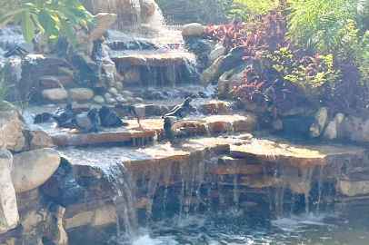 Sıcaktan bunalan kuşlar park ve bahçelerdeki süs havuzlarında serinliyor