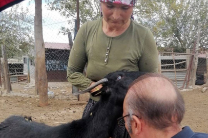 Adana’da hayvan sağlığı için numune ve bağışıklık tespit çalışmaları sürüyor
