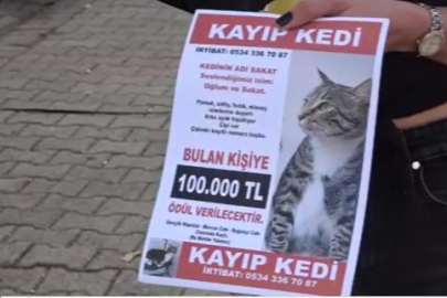 Adana'da kayıp kedi: Bulana 100 bin TL ödül!