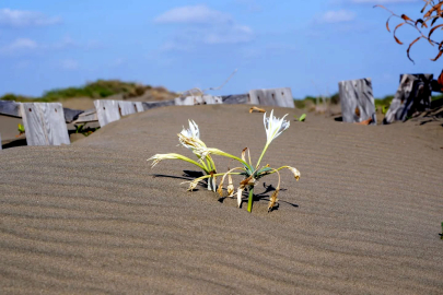 Gelecek nesillere Çukurova Deltası’nda yaşanabilir bir lagün