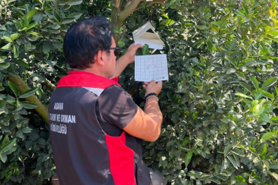 Adana’da narenciye hasadı öncesi Akdeniz meyve sineği için tedbirler arttı