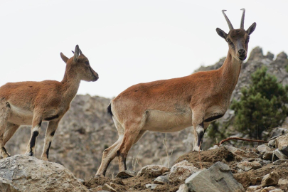 Pozantı’da yaban keçileri kartpostallık görüntüler oluşturdu
