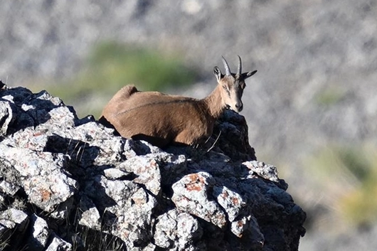 Adana'da Yaban Keçileri Doğal Yaşamda Görüntülendi