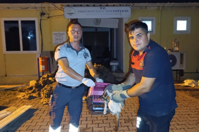 Su kanalına düşen kedi itfaiye ekiplerince kurtarıldı