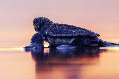 Yeşil deniz kaplumbağalarında büyük dönüşüm