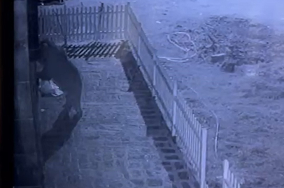 Kapısını zorlayanı hırsız sandı, karşısına ayı çıktı