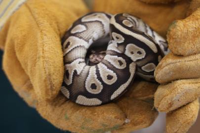 Konya’da şaşırtan olay: Polis aramasında cebinden yılan çıktı