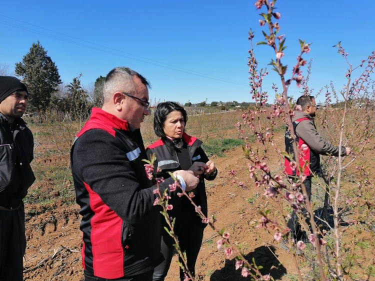 Adana’da zirai don desteği başladı 9 bin 200 üreticiye 717 milyon TL ödeme 2