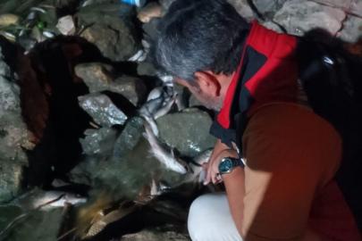 Ceyhan Nehri'ndeki balık ölümleri alarma geçirdi: Sudan ve balıklardan numune alındı