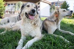 Ankara Valiliği: Hayvan toplama ve mücadelede Türkiye birincisiyiz