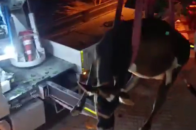 Dama çıkan inek vinç yardımıyla aşağı indirildi