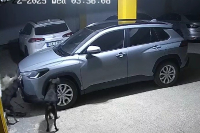 Trabzon’da kediyi kovalayan 3 köpek, park halindeki araca zarar verdi