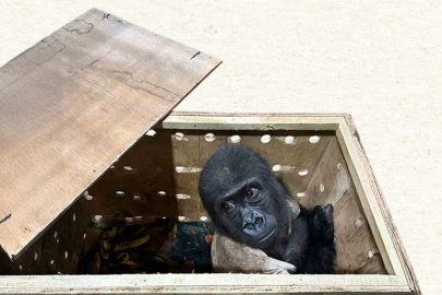 Yavru goril Zeytin’in Türkiye’de tutulma kararına eleştiri