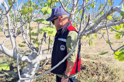 Adana İl Tarım Müdürlüğü, incir üreticilerini zararlıya karşı bilgilendiriyor