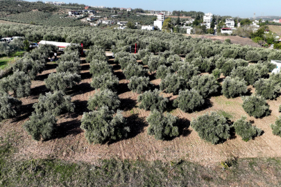 Çiftçilerin yüzünü güldüren hasat sevinci