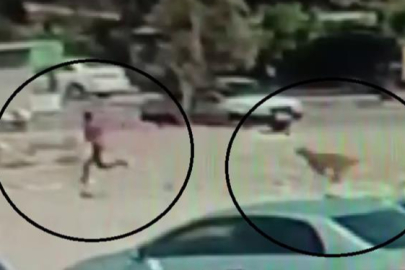 Sayıları 10’u bulan sokak köpekleri çocuğa korku dolu anlar yaşattı