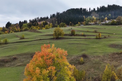 Artvin Yaylalarında Sonbahar Renk Cümbüşü