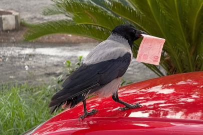 Hatay’da istasyonun “müdavimi” karga 10 TL’yi alıp ortadan kayboldu