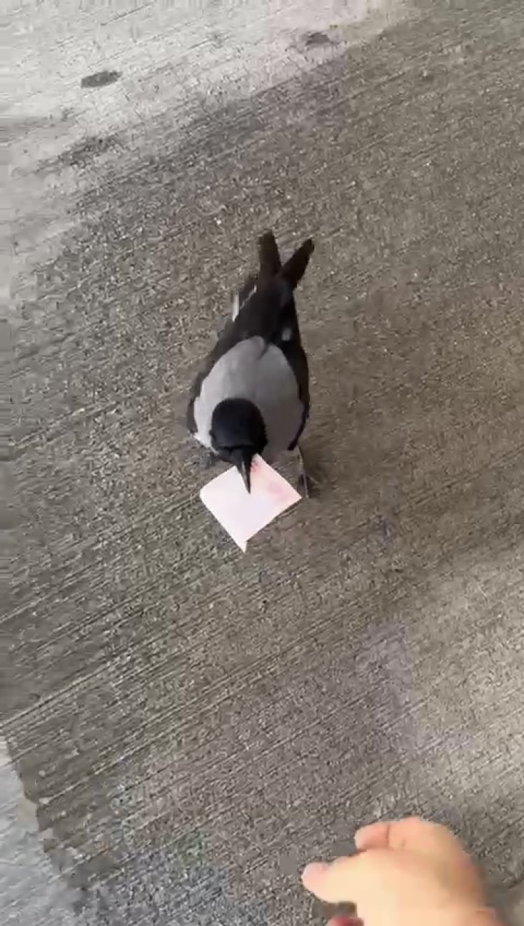 Hatay’da istasyonun “müdavimi” karga 10 TL’yi alıp ortadan kayboldu 2