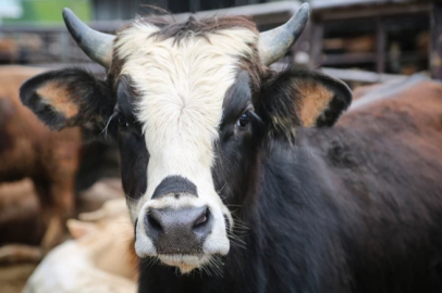 Kurban Bayramı ne zaman 2026? Bu yıl Kurban Bayramı 9 gün tatil olacak mı?