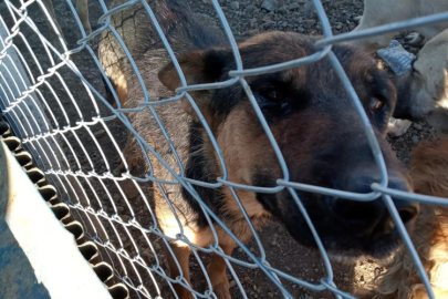 Yozgat’ta köpeğe şiddet uygulayan şahıs gözaltında