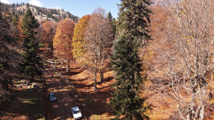  Yirce Kayın Ormanları