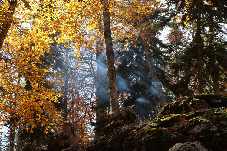  Yirce Kayın Ormanları