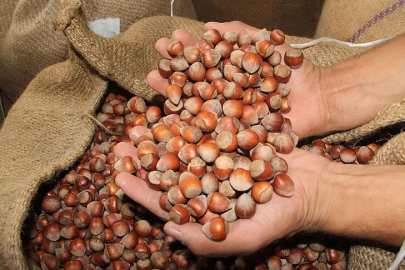 Fındık Fiyatları 30 Ekim 2025: Serbest Piyasada Fındık Kaç TL Oldu? İl İl Güncel Fiyat Listesi