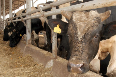 Bolu'da deli dana hastalığı tespit edildi