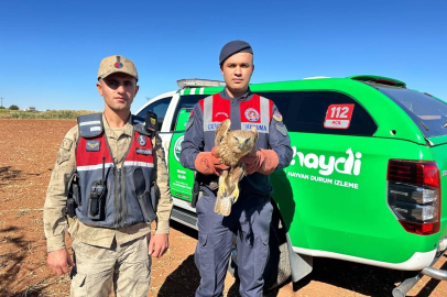 Kilis'te yaralı Kızıl Şahin koruma altında