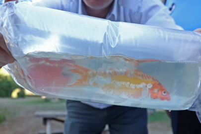 Tayland'tan süs balıkları, Tokat'tan horoz, İstanbul'dan kalkan balığı