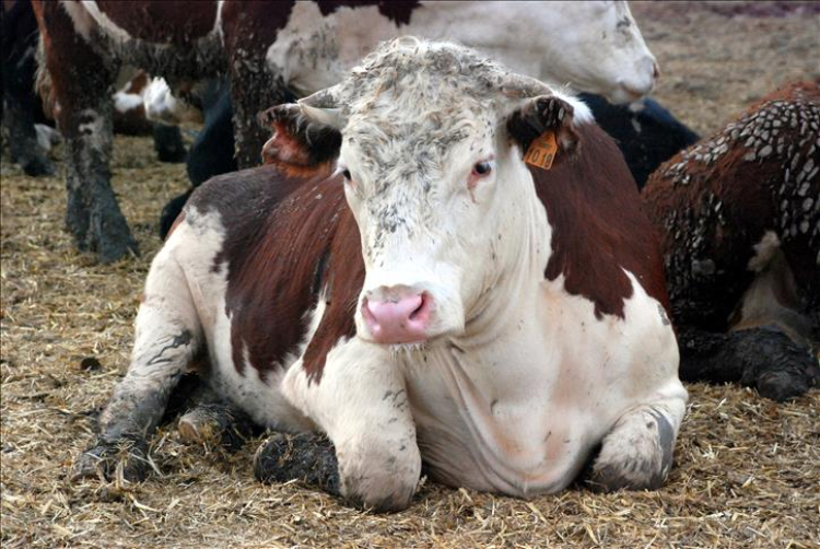 deli dana hastalığı