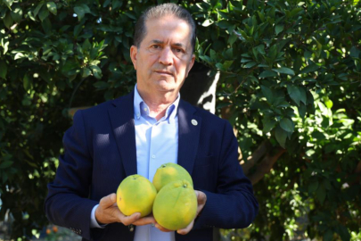 Adana’da portakal hasadı başladı