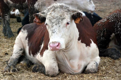 Deli Dana Hastalığı nedir, nasıl bulaşır? | Deli Dana Hastalığı insana bulaşır mı, belirtileri nelerdir?